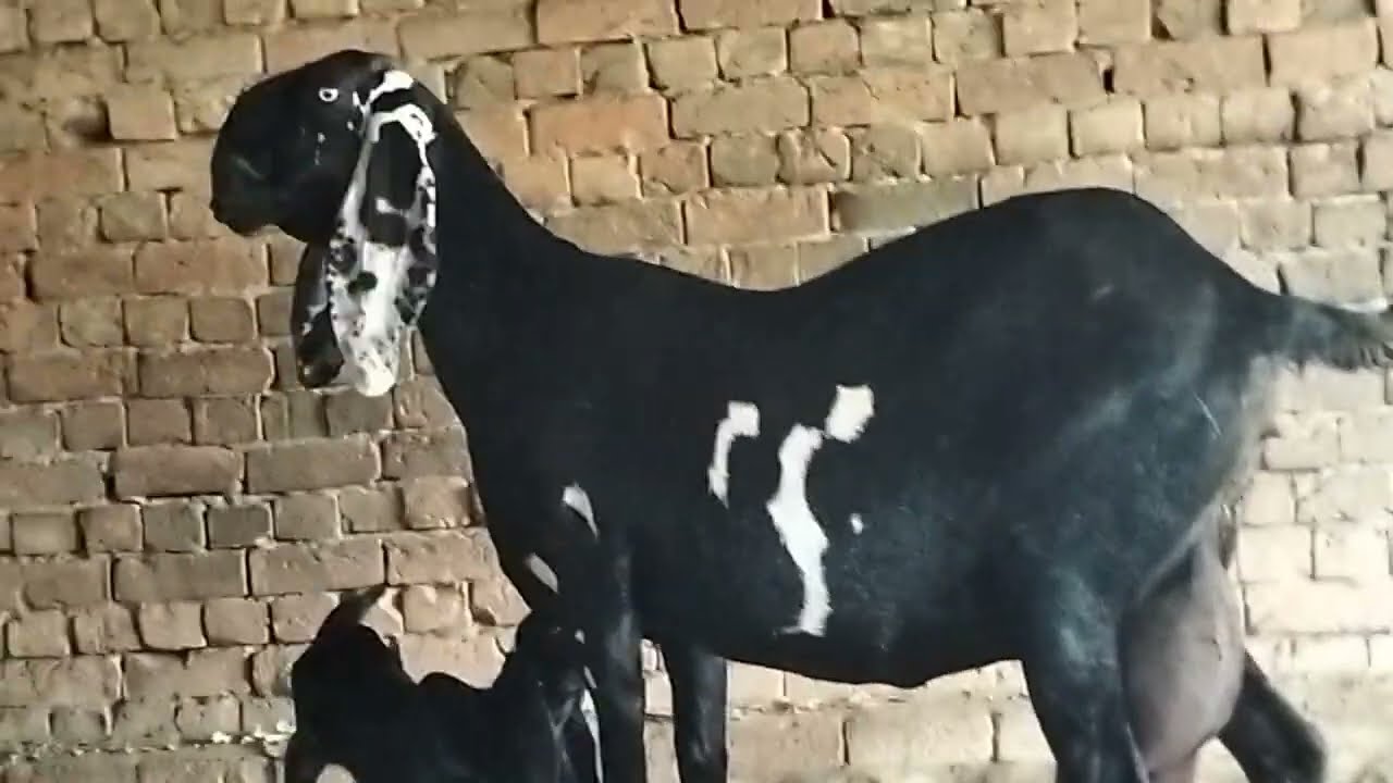 Beetle got baby nice #goatfarming the video #goatbreed the video 03454579853