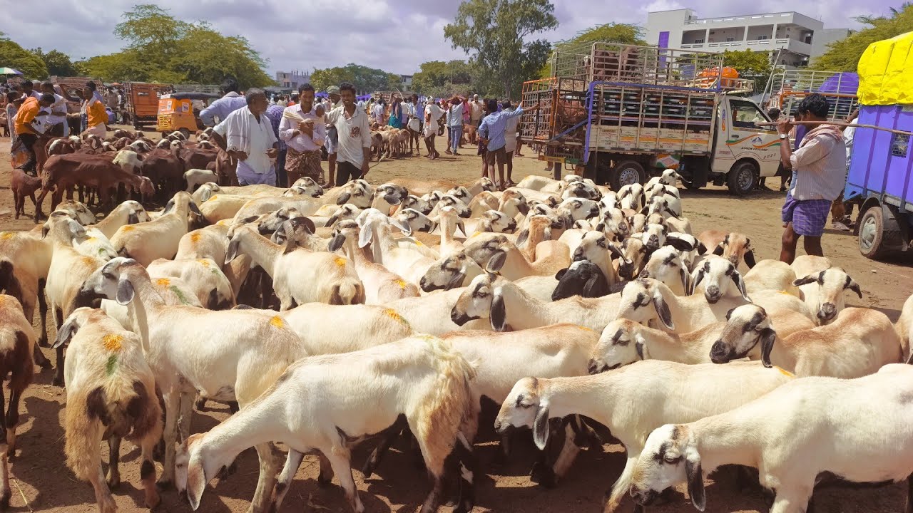 పెబ్బేరు సంతలో గొర్రెల రేట్ల వివరాలు-pebbair sheep market-sheep prices video-pebbair bazar videos-🐑🐑