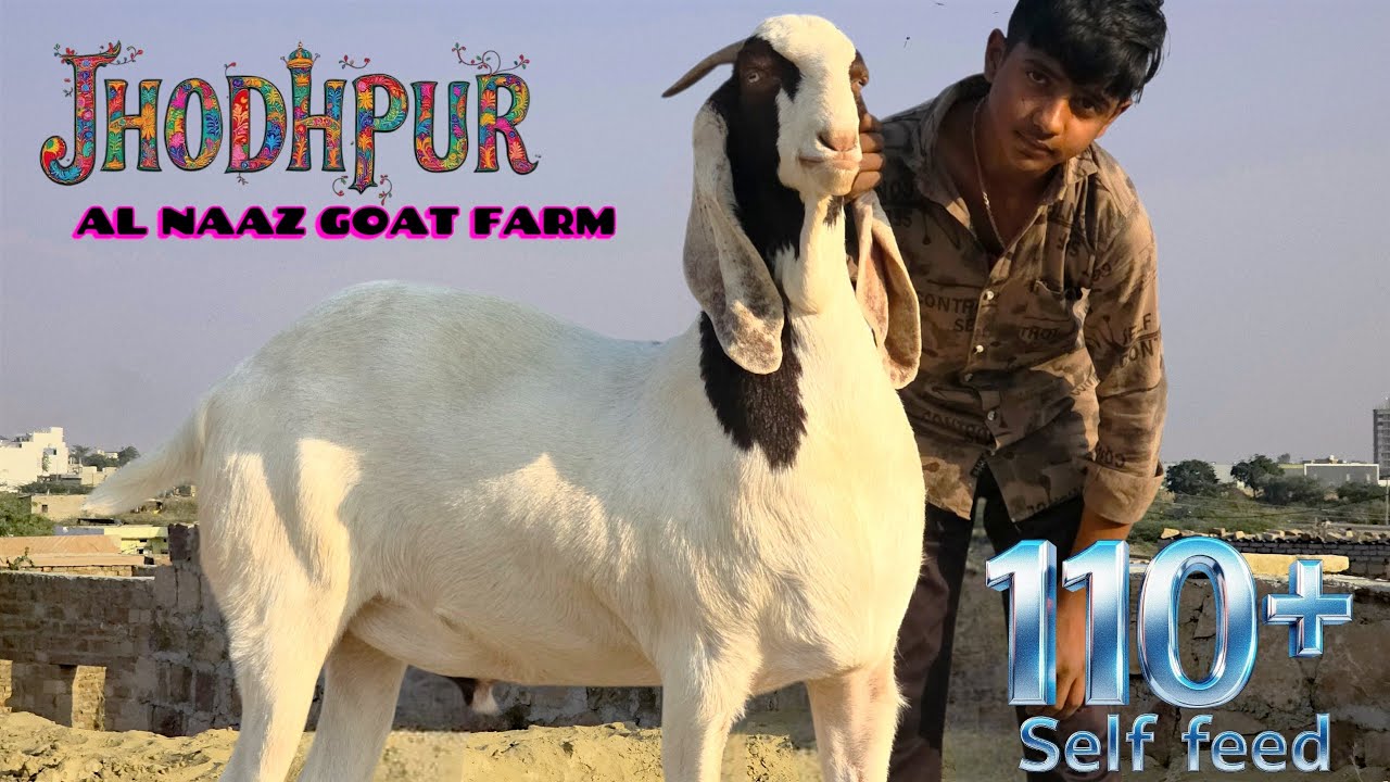 JODHPUR GOAT COMPETITION KA BAKRA | AL NAAZ GOAT FARM | JODHPUR | RAJASTHAN 110 KG + SOJAT KHASSI | 