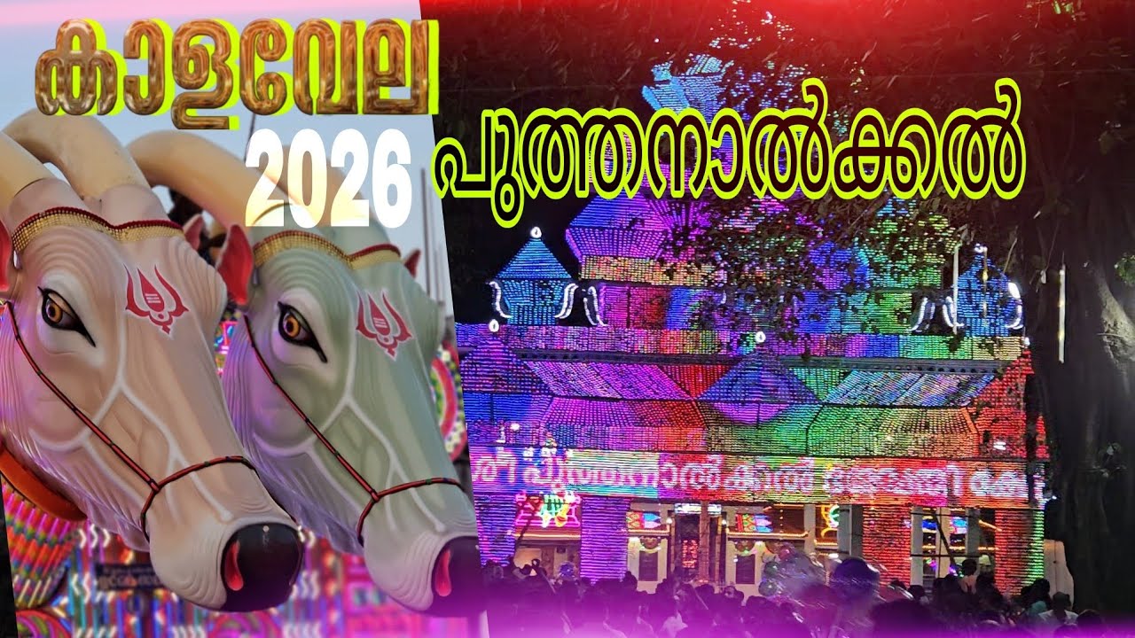 പുത്തനാൽക്കൽ കാള വേല 2026#valluvanadan #kalavela  #olavumthalavum #suveej #sheeba #ishaan 