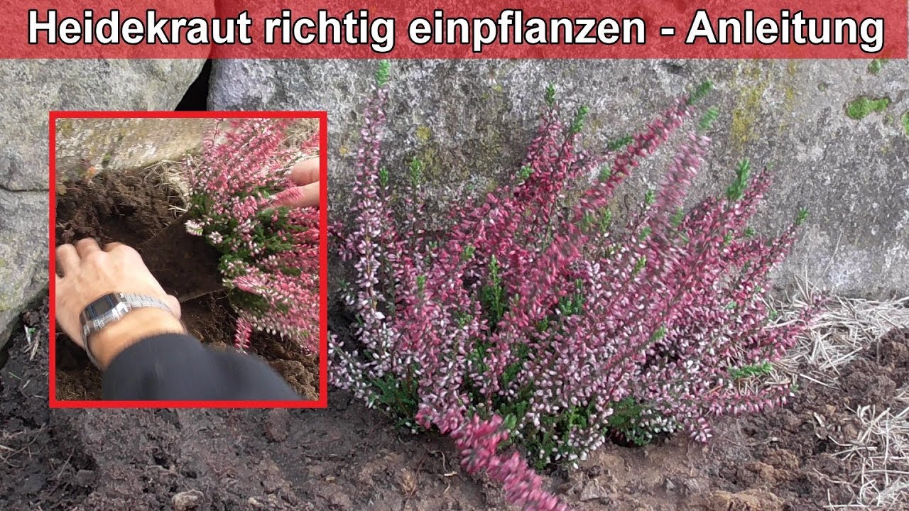 Heidekraut richtig pflanzen &ndash; Erika Heidepflanzen einpflanzen / Calluna Vulgaris setzen  Anleitung