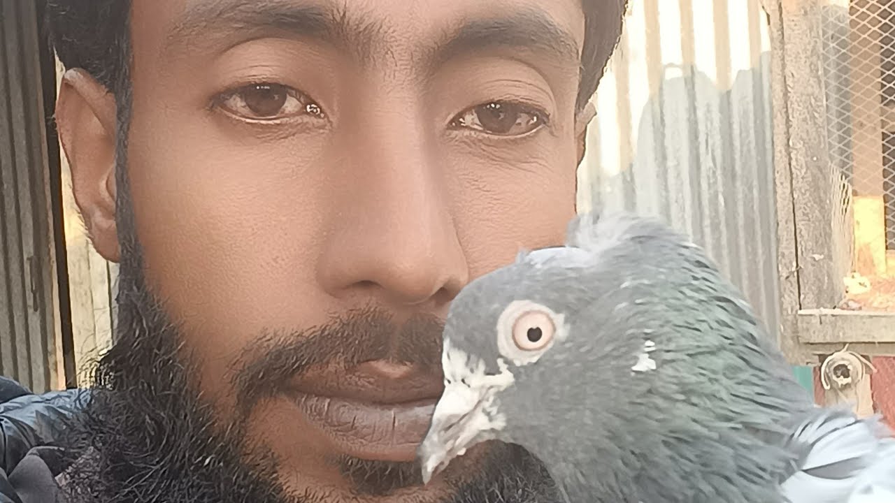 সুন্দর কবুতরের কিছু লাইভ