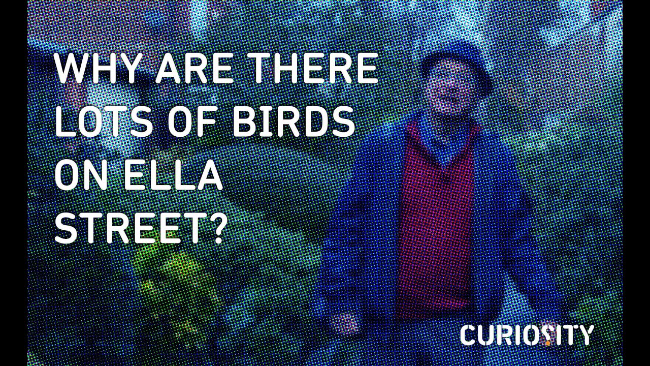 Why Are There Lots Of Birds On Ella Street?
