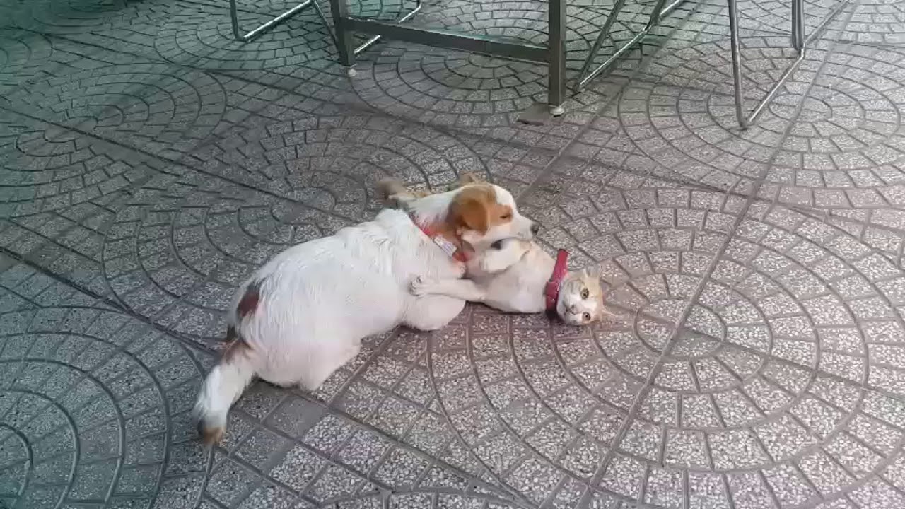 Dogs Jokes With Cats - Funny Dogs and Cats