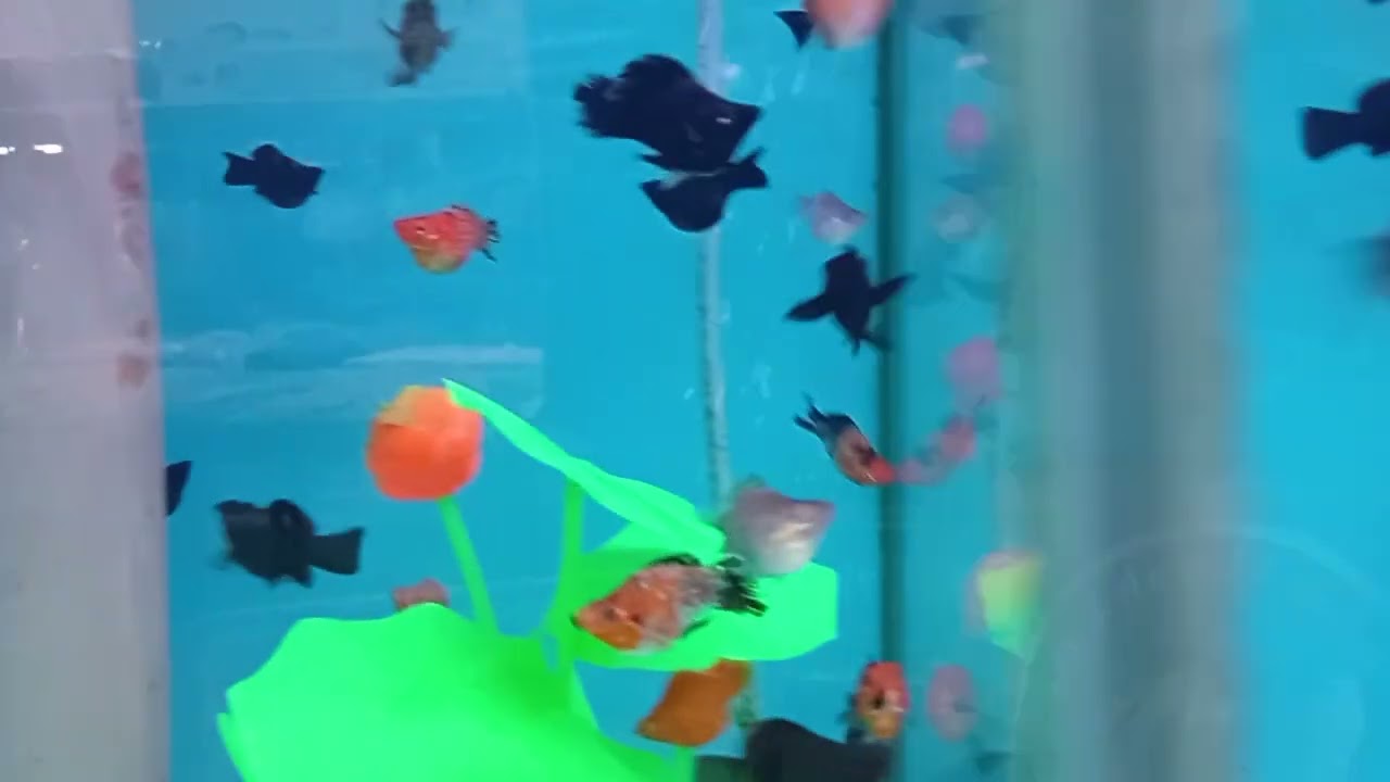 Beli ke mizu aquatic pet shop part 2 pulak#aquarium#petshop#fish 