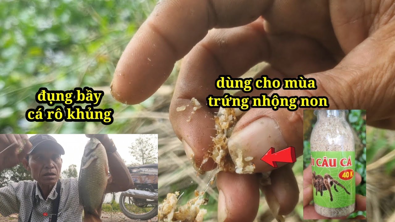Câu cá hôm nay trúng ổ cá rô (video 122)@3ruongFishing 