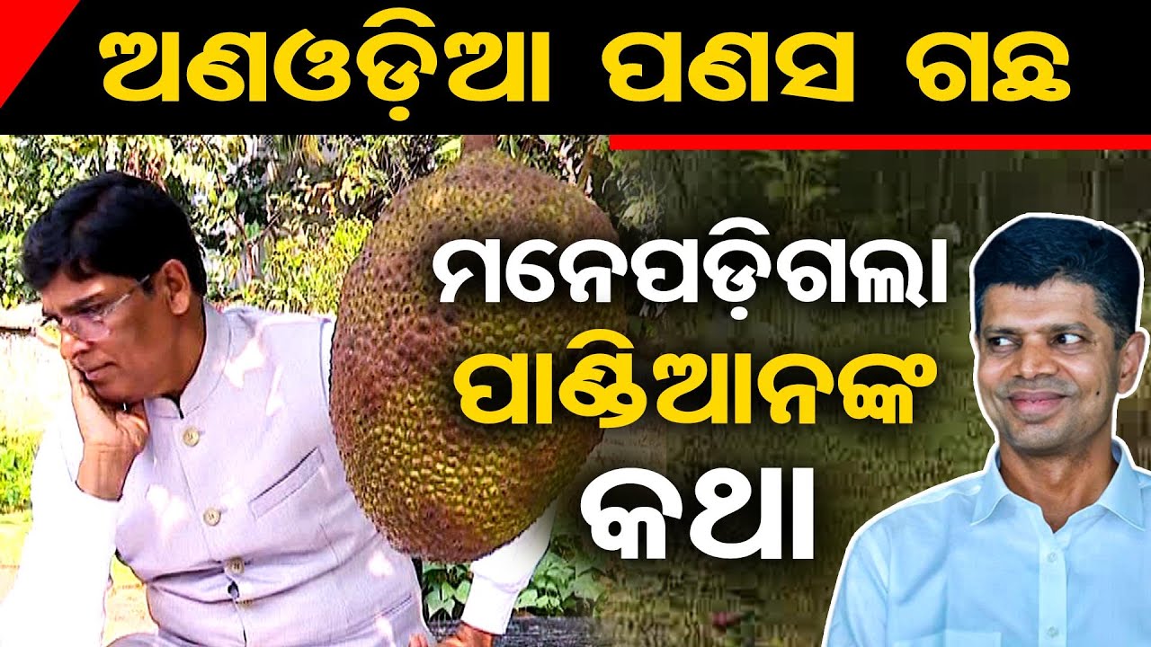 ଅଣଓଡ଼ିଆ ପଣସ ଗଛ... ମନେପଡ଼ିଗଲା ପାଣ୍ଡିଆନଙ୍କ କଥା | Odisha Reporter