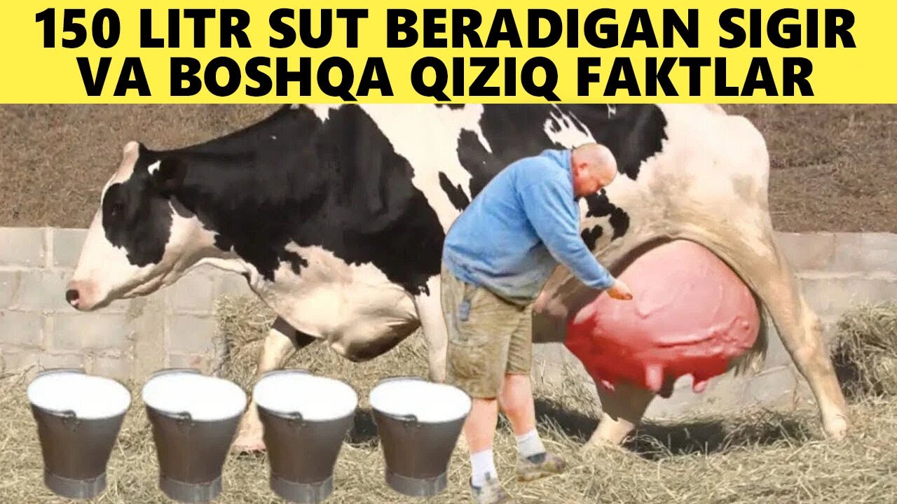 150 Litr Sut Beradigan Sigir va Boshqa Qiziq Faktlar