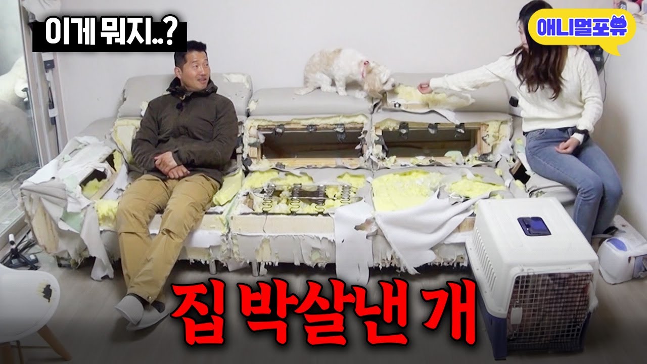 전부 찢기고 뼈대만 덜렁... 강형욱 조차 충격 받은 개 I KBS 개는 훌륭하다 230306 방송
