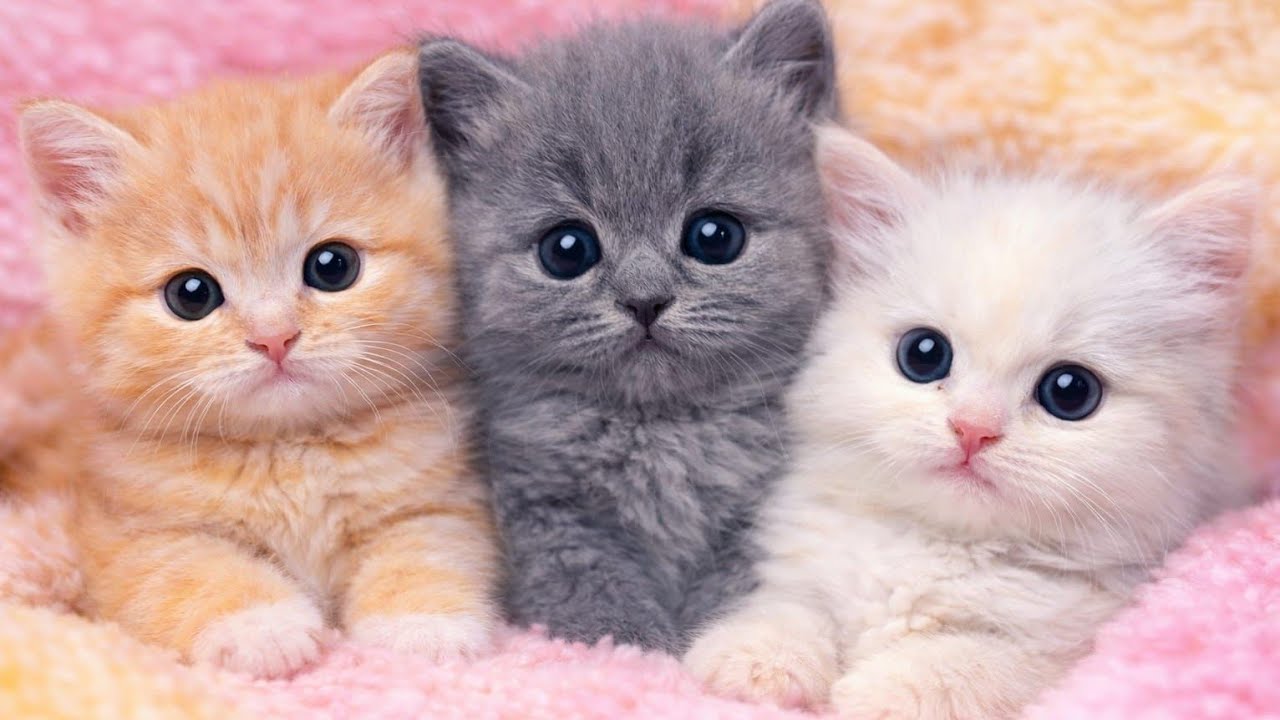 Cute kitten 🐾 Live[212] #cat#ytshorts #trending livestream #live #foryou #viralvideo #youtubeshorts