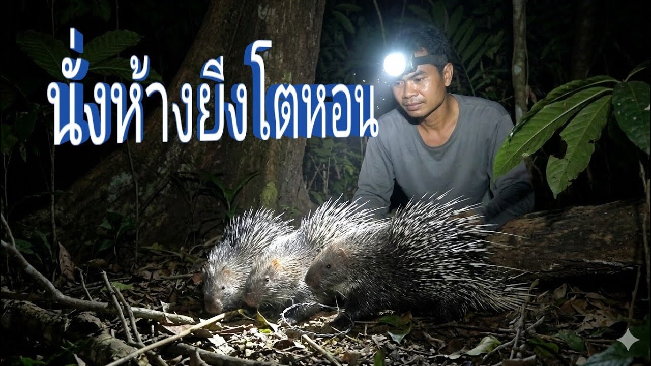 นั่งโผกหนองน่ำ ยีงโตหอน2ตัว//ນັ່ງໂຜກໜອງນ້ຳ ຍີງໂຕຫອນ2ຕົວ//พราน ทองแท้//28.ก.พ.2026