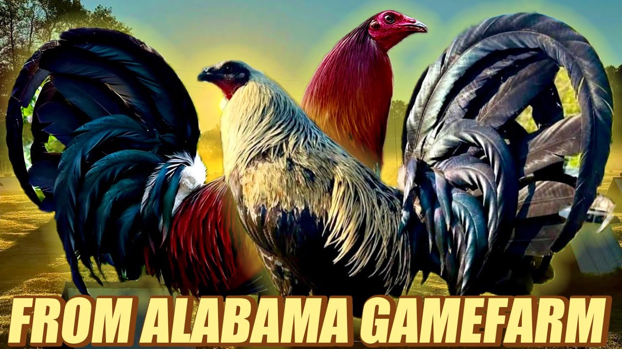 Bronwred Hatch Blueface And Beautiful Birds Muff Grey - FROM ALABAMA GAMEFARM