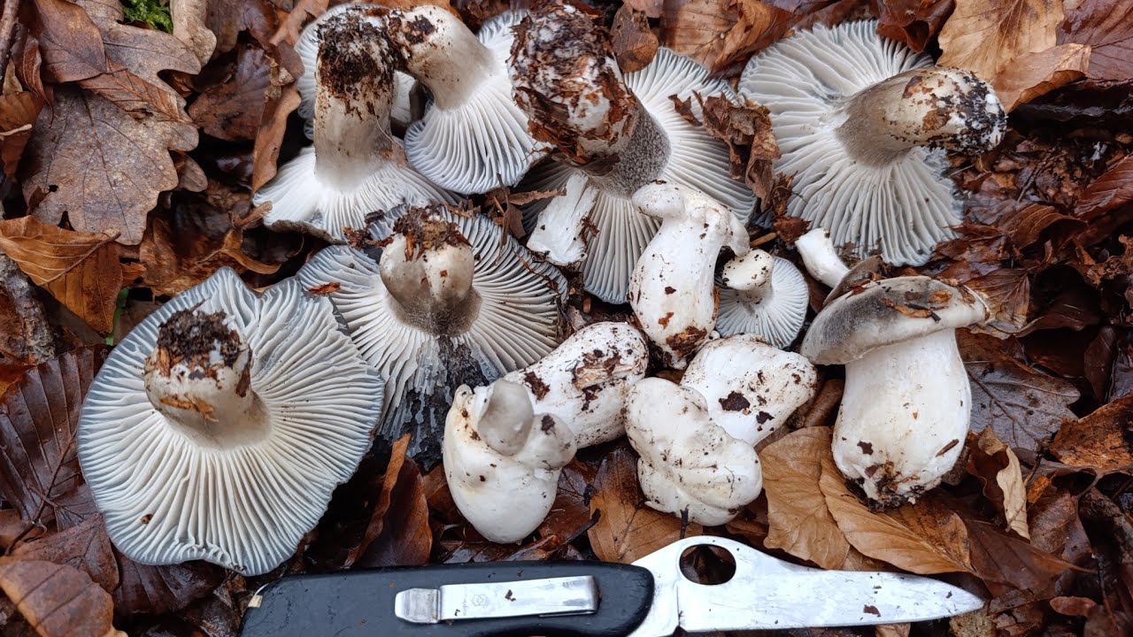Hygrophorus marzuolus 2026