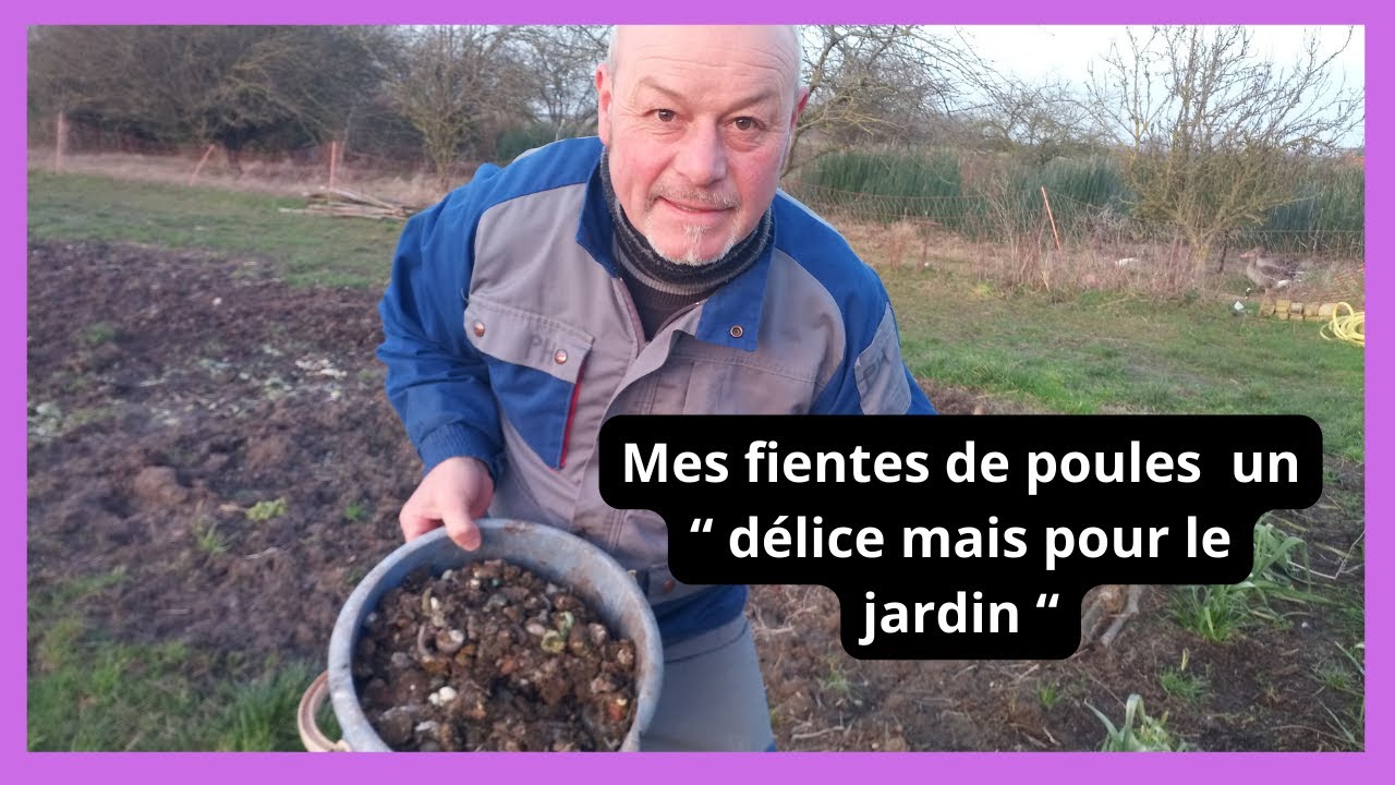 Comment utiliser les FIENTES DE POULES au jardin ?