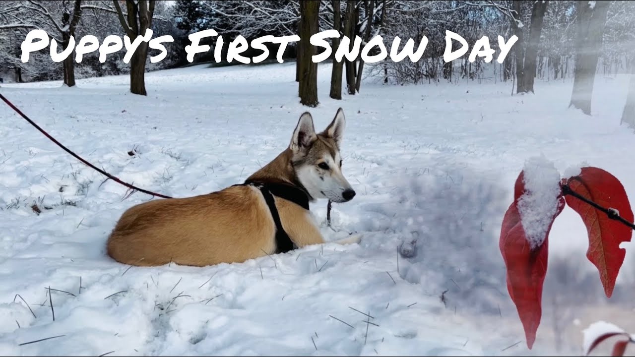 Snow Falling Video with Relaxing Music / Puppy’s First Snow Day / Nature Cinematic Video