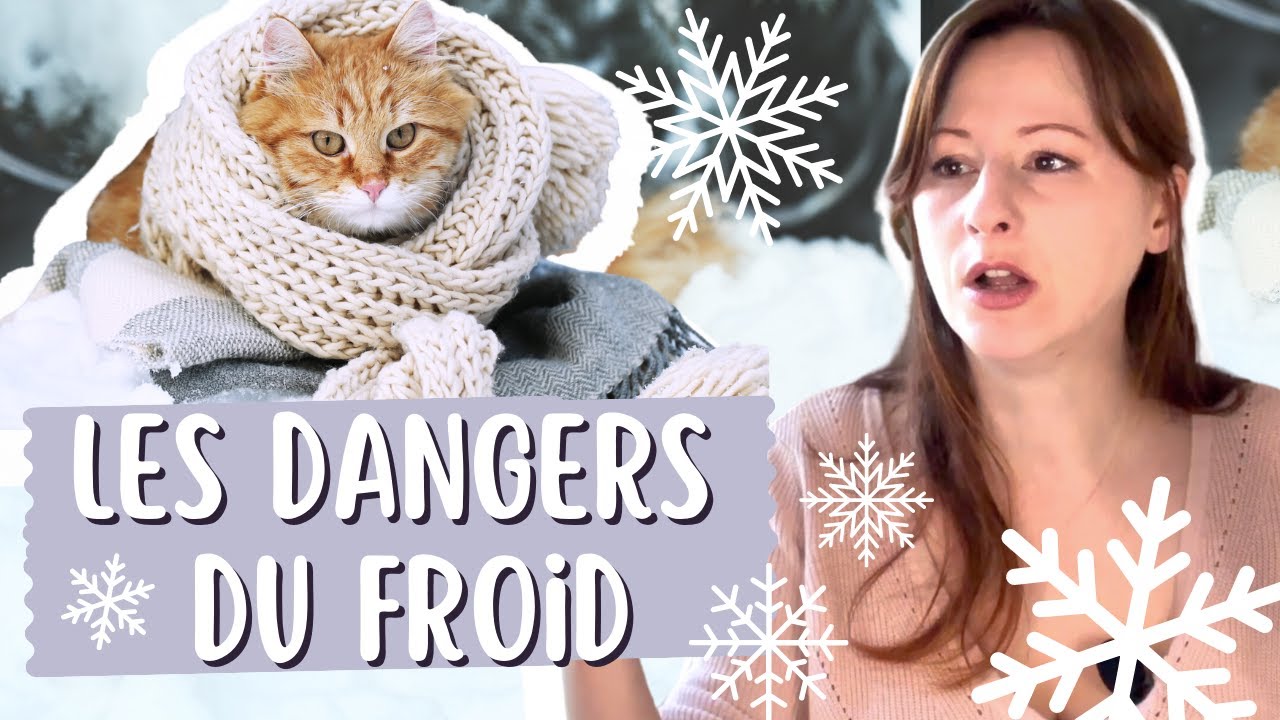 les risques du froid sur les chats