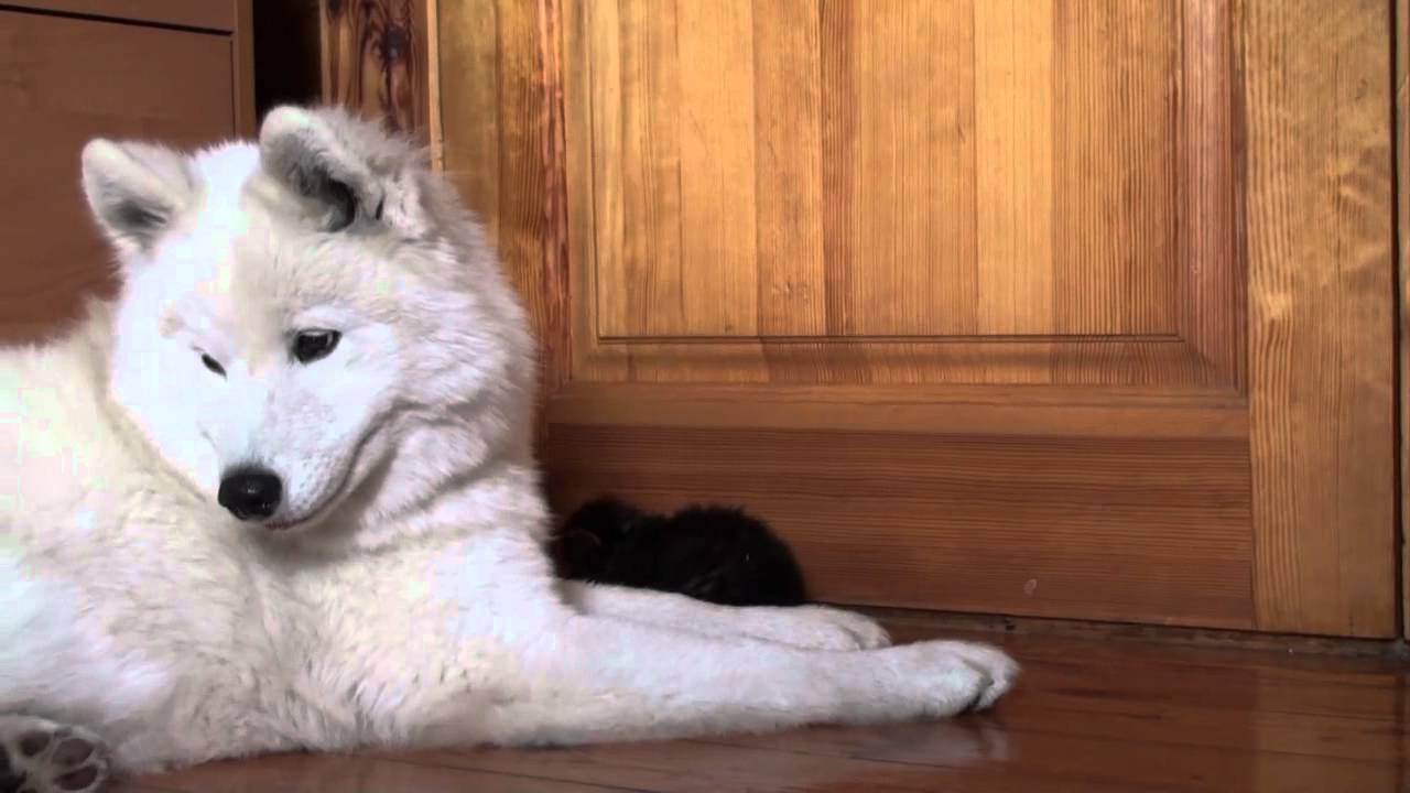 Arctic Samoyed watching over the kittens