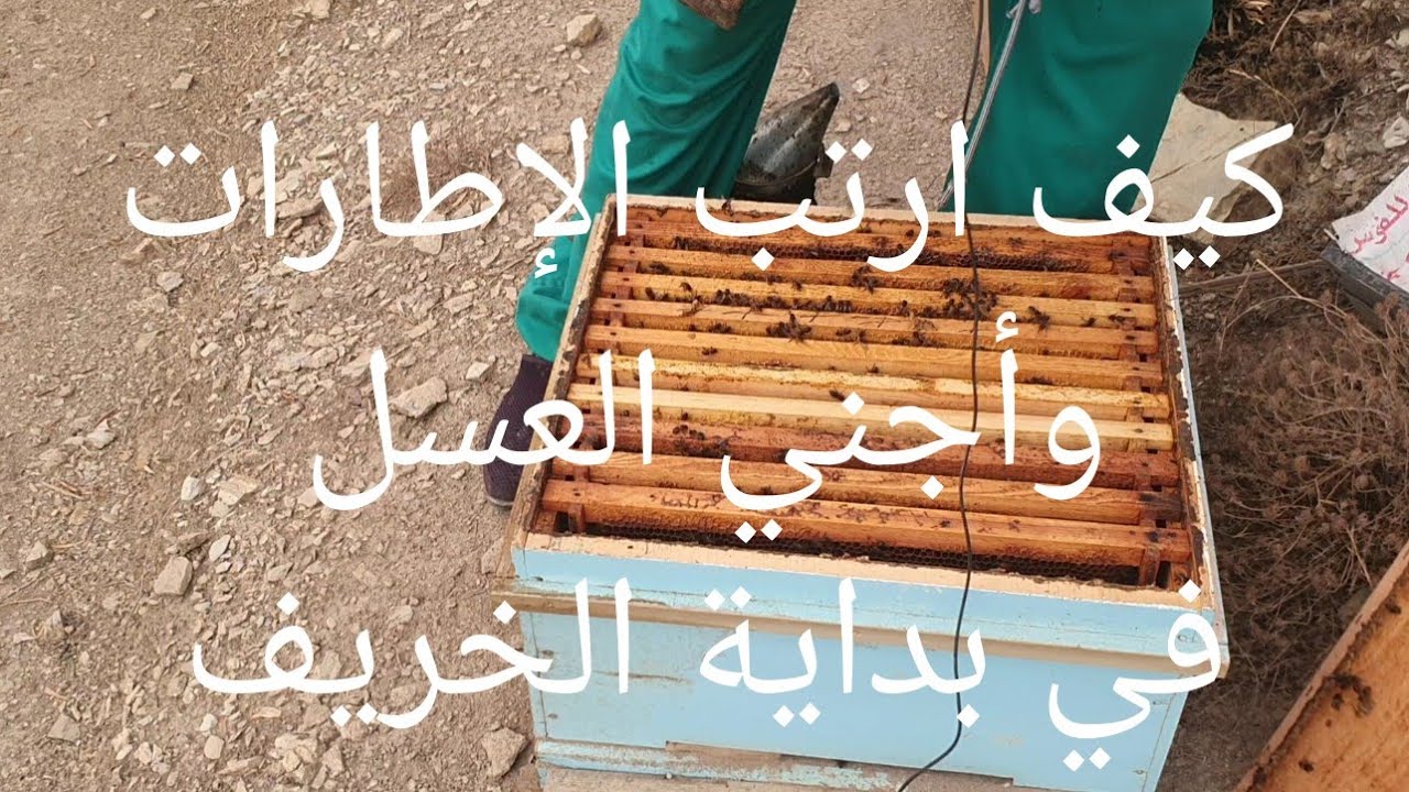 كيفية ترتيب الإطارات وجني العسل في بداية الخريف