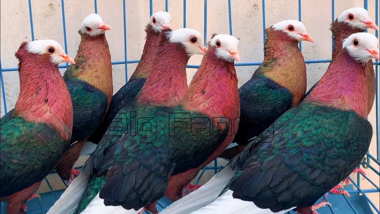 world unique amazing rare and unusual pigeons | fancy pigeon farm | top archangel pigeon breeds