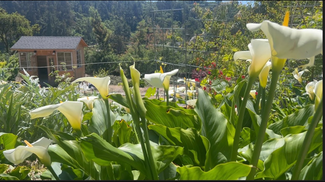 Calas Alcatraz Lirios Blancos... Mi Secreto! (Cala Lily) 💚🌿💚 // Nuestro Jardin11