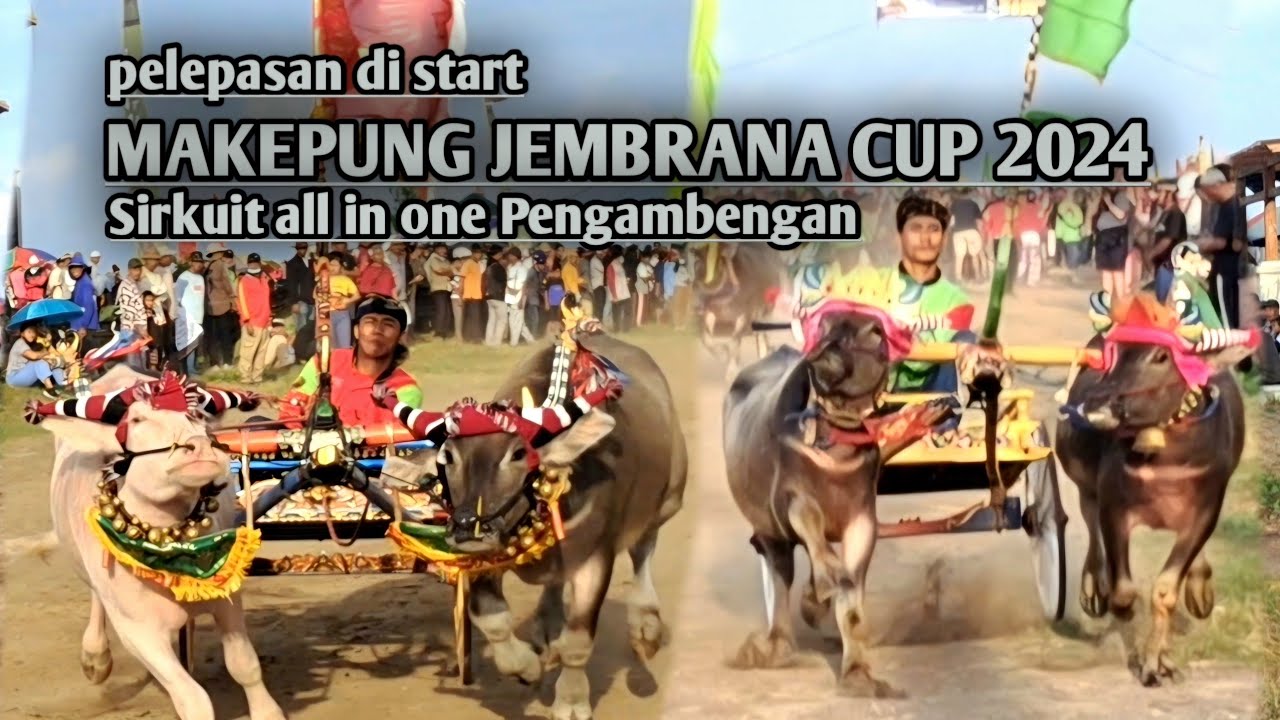 PELEPASAN DI START‼️MAKEPUNG JEMBRANA CUP 2024 #makepung