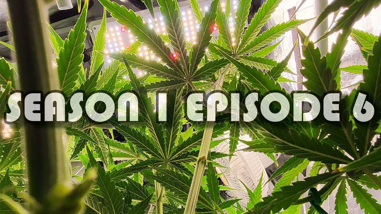Season 1 Episode 6 -  Preflower