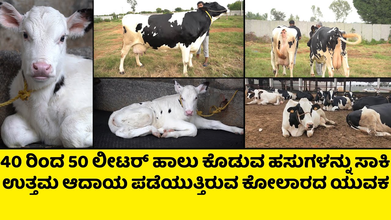 40ರಿಂದ 50 ಲೀಟರ್ ಹಾಲು ಕೊಡುವ ಹಸು ಗಳನ್ನು ಸಾಕಿ ಉತ್ತಮ ಆದಾಯ ಪಡೆಯುತ್ತಿರುವ ಕೋಲಾರದ ಯುವಕ I Kolar Dairy Farm