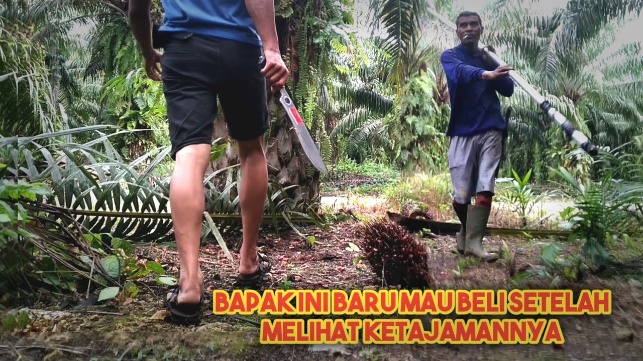 Parang Super Tajam Untuk Potong Buah Sawit Dan Juga Pelepah Bagi Para Petani || Part 1