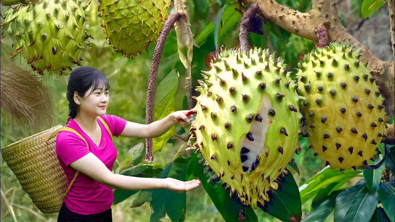 Amazing! Harvesting Giant Sweet Soursop and How to Make Tropical Fruit Tea | Traditional Recipe