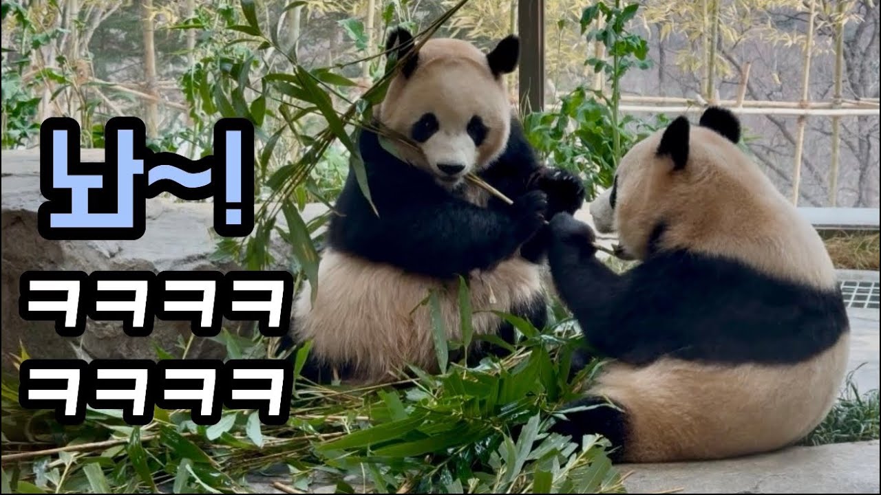 너네 또ㅋㅋㅋ🤣늦게 잠든 루후를 보러 나오신 할부지💚