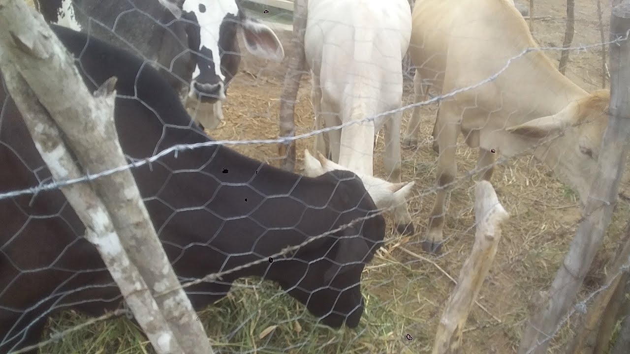 Mostrando nossa vaca com bezerra na fazenda 