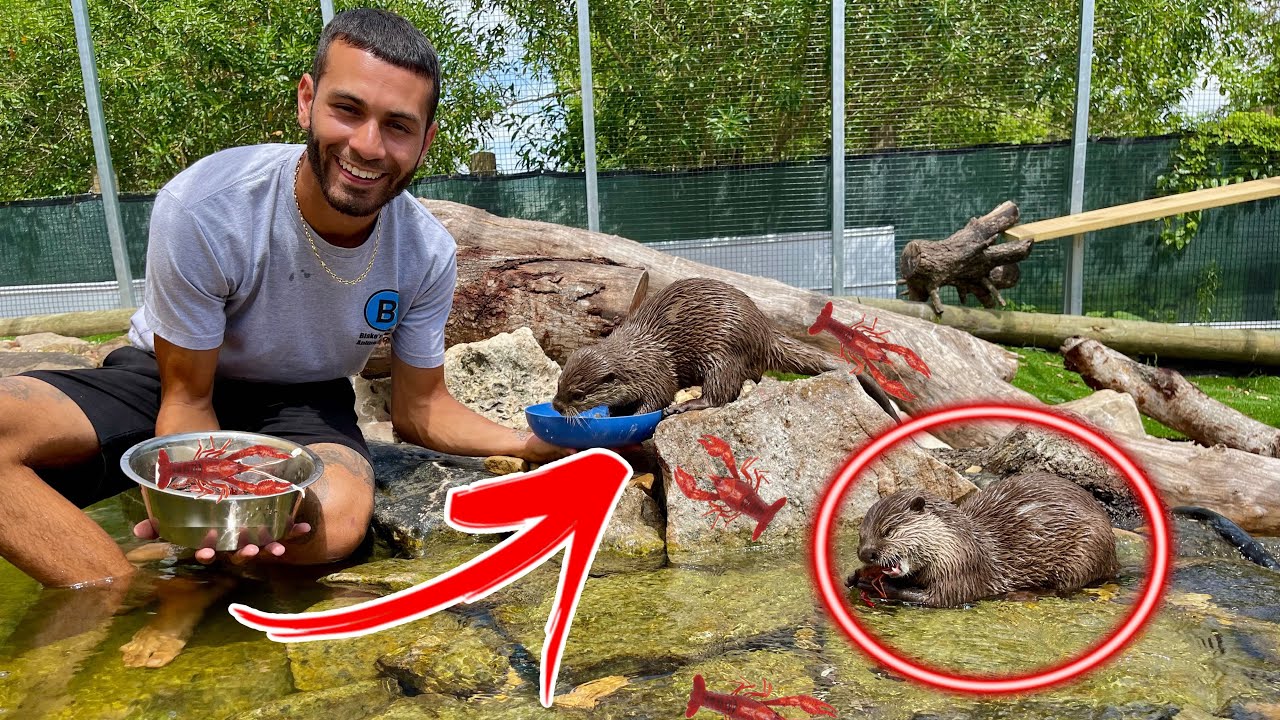 BABY OTTERS HUNTING CRAYFISH IN NEW POND! *EPIC FOOTAGE*!