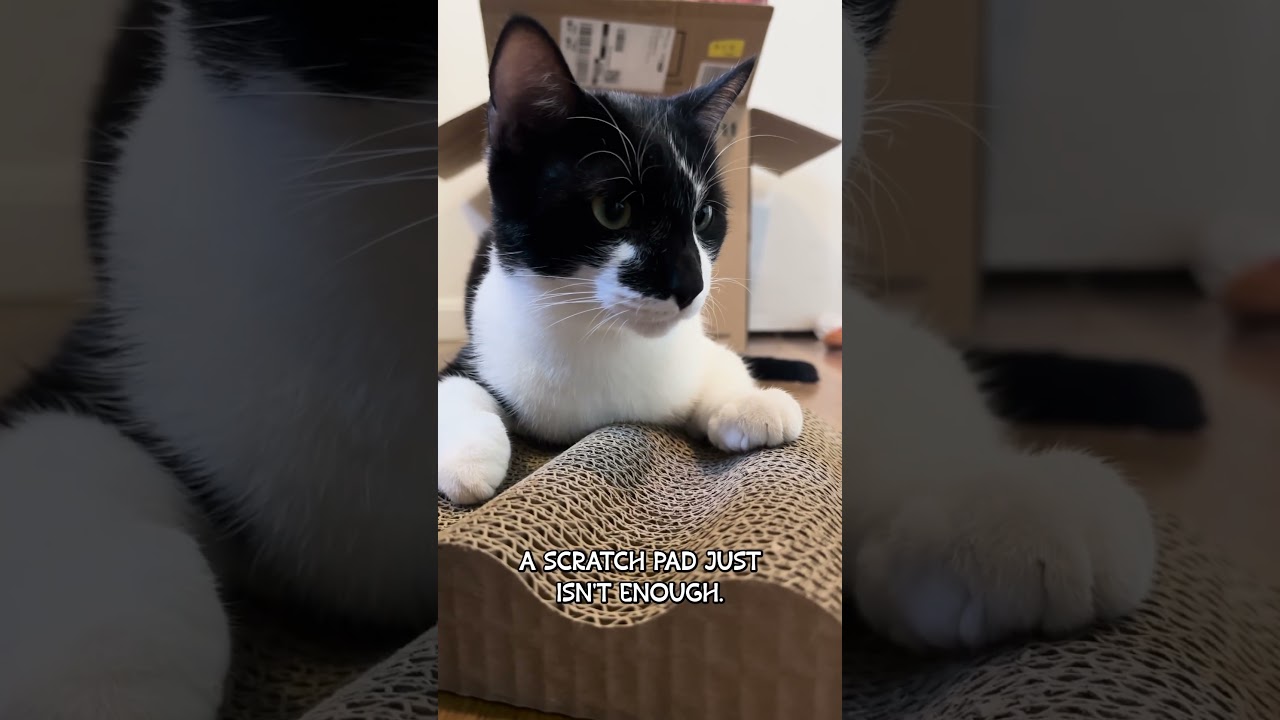 How to Get Cats to Use a Scratch Pad 😸🐈 #catnip