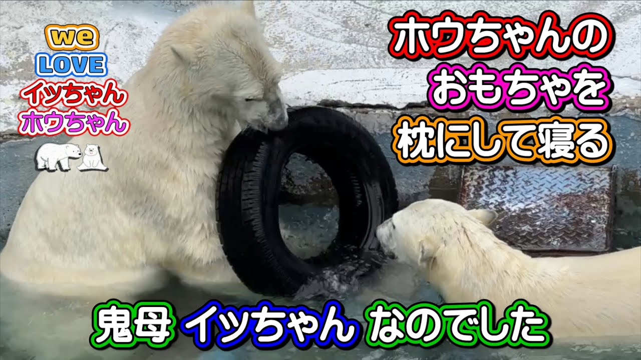 ホウちゃんのおもちゃを取り上げて枕にして寝てしまう、という漫画のようなストーリーです。ホウちゃん、踏んだり蹴ったりの一日でした……【イッちゃんホウちゃん】