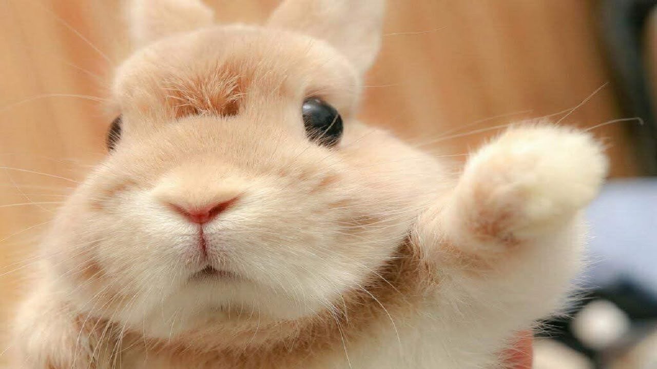 Śmieszne i Słodkie Kr&oacute;liki | Crazy & Cute Pet's