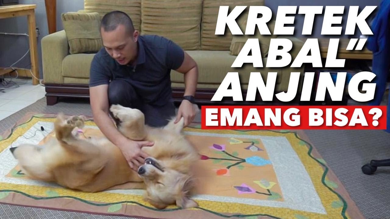 KRETEK ANJING - AJAIB! LANGSUNG BISA LOMPAT LAGI..