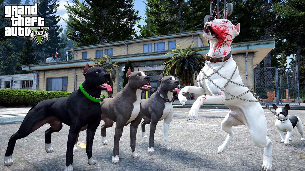BEYAZ PİTBULL JACK RUHSUZ EĞİTİMİ ALIYOR! ARTIK EN GÜÇLÜ O! - GTA 5 PİTBULL'UN HAYATI