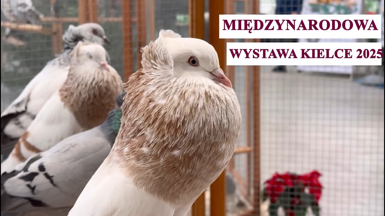 Międzynarodowa Wystawa Gołębi i Drobiu Rasowego - Kielce 2025 