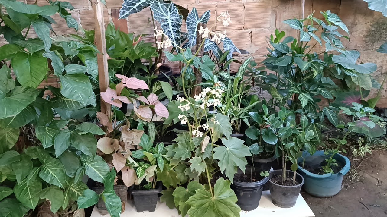 FIZ PRATELEIRA PARA ORGANIZAÇÃO DAS PLANTAS IMPROVISEI