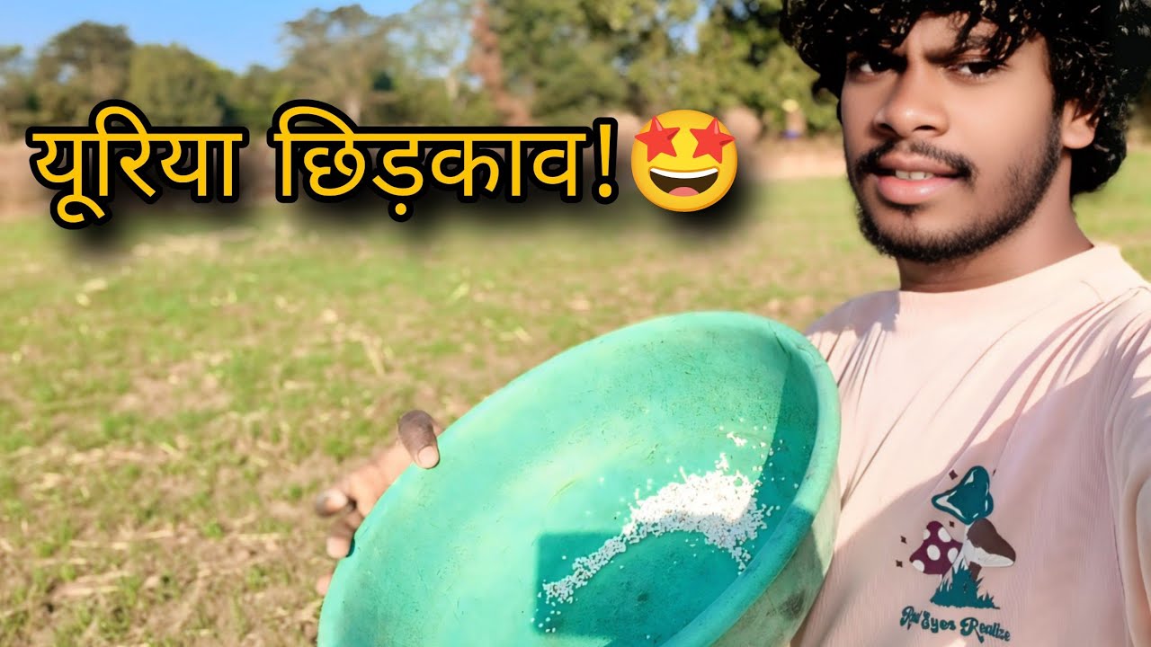 देसी नुस्खा! 🤩 गेहूँ ल मोटा करे के तरीका | यूरिया छीटत हन Hamar Bari Ma!
