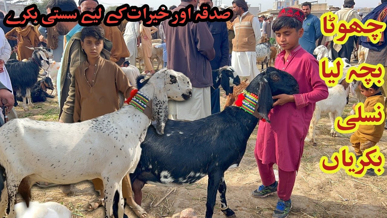 Kohat Biggest Bakra Mandi Latest Update- LIVE Soda Ghaban February 8, 2026