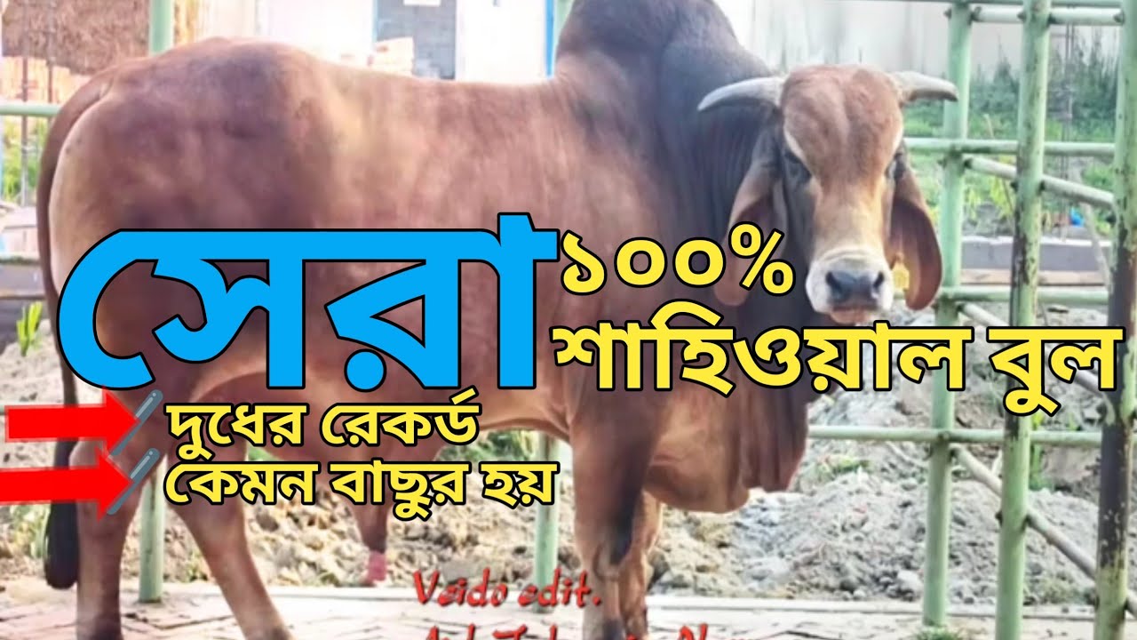 সেরা ৪ টি শাহিওয়াল বুল | সেরা ১০০% শাহিয়াল বুল | ইজাবের ১০০% বুলের বাচ্চা | ইজাব শাহিওয়াল ৪৩৭ |
