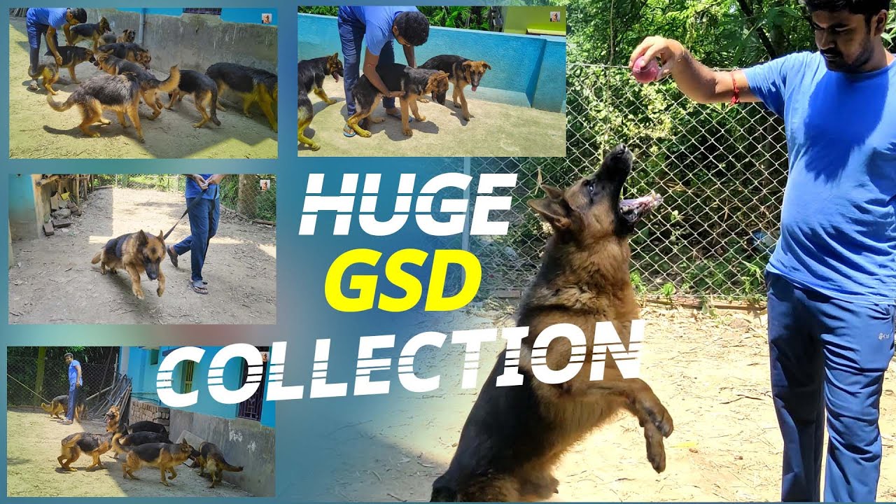 BIG GSD KENNEL IN DHULAGARH | HUGE COLLECTION OF REALY GOOD QUALITY GSD LASSA SHIH TZU