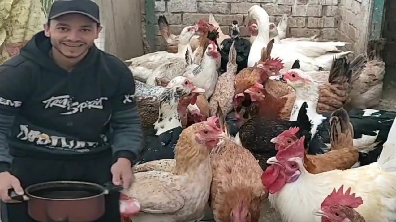 احرق دهون الفراخ البياضة بمشروب جبار ويزود إنتاج البيض بشكل كبير ومستمر دون انقطاع عن تجربه سنين