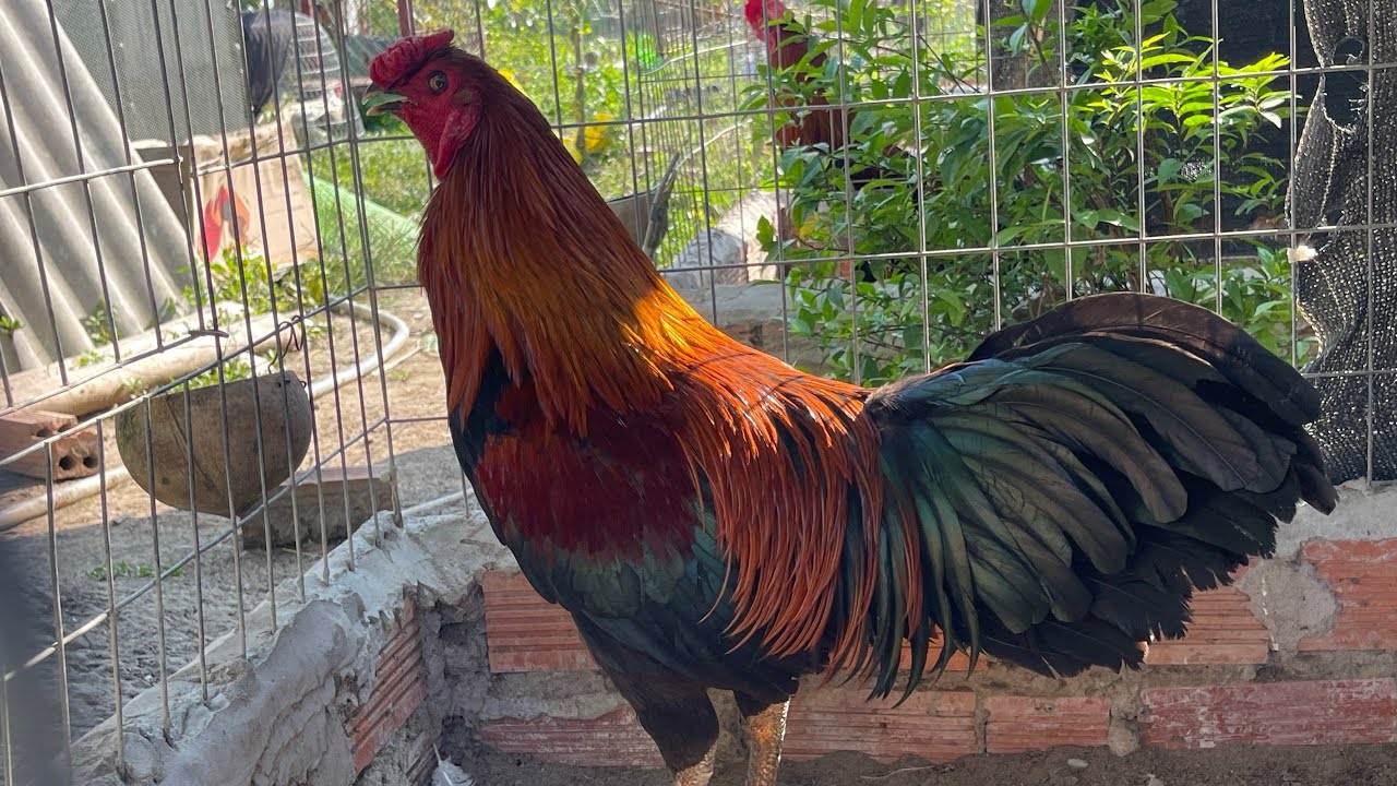 4/3 xem🐓🐓giải tríđam mê nuôi 🐓🐓lh❤️09,,478,,344,,62