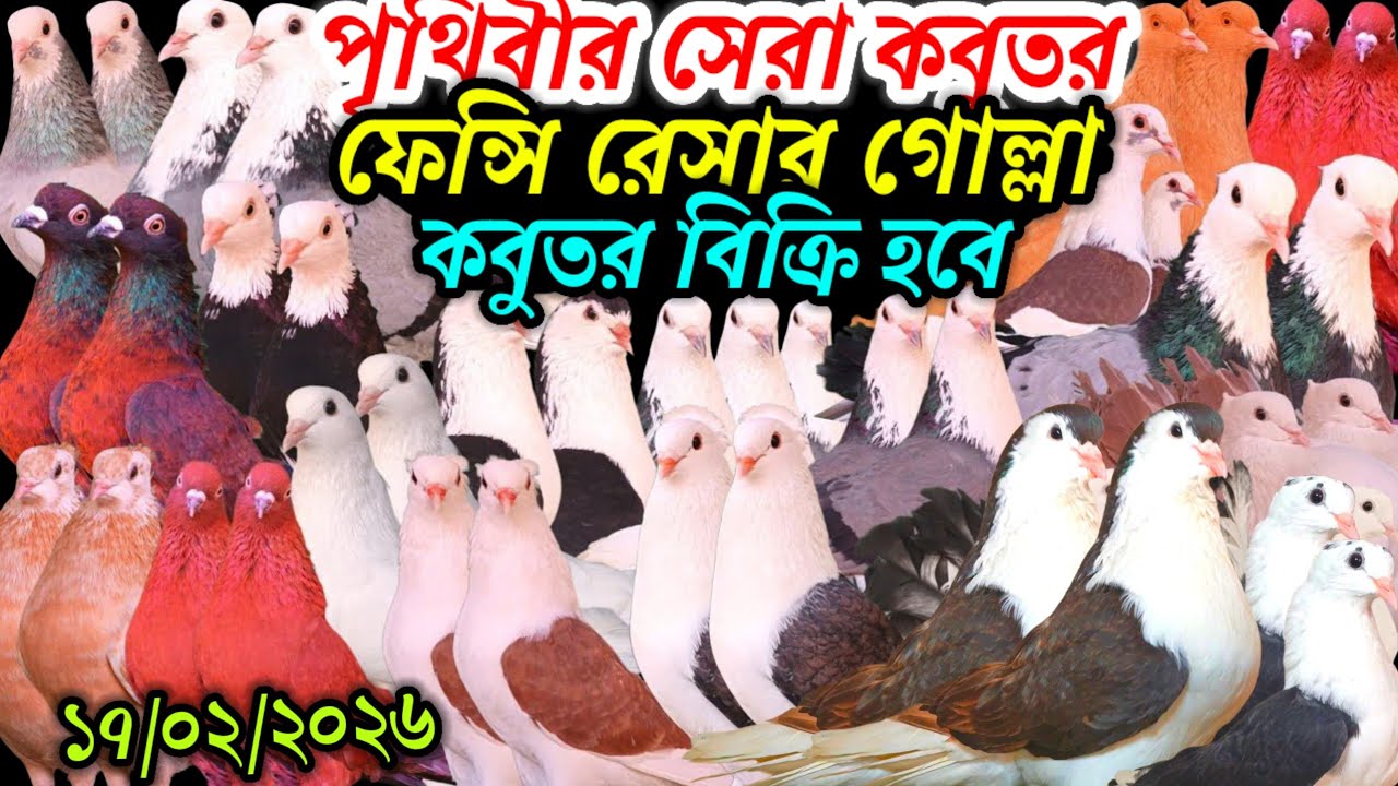 পৃথিবীর সেরা কবুতর ফেন্সি রেসার গোল্লা কবুতর বিক্রি হবে টপ কোয়ালিটি কবুতর কিনুন আকর্ষণীয় কবুতর 
