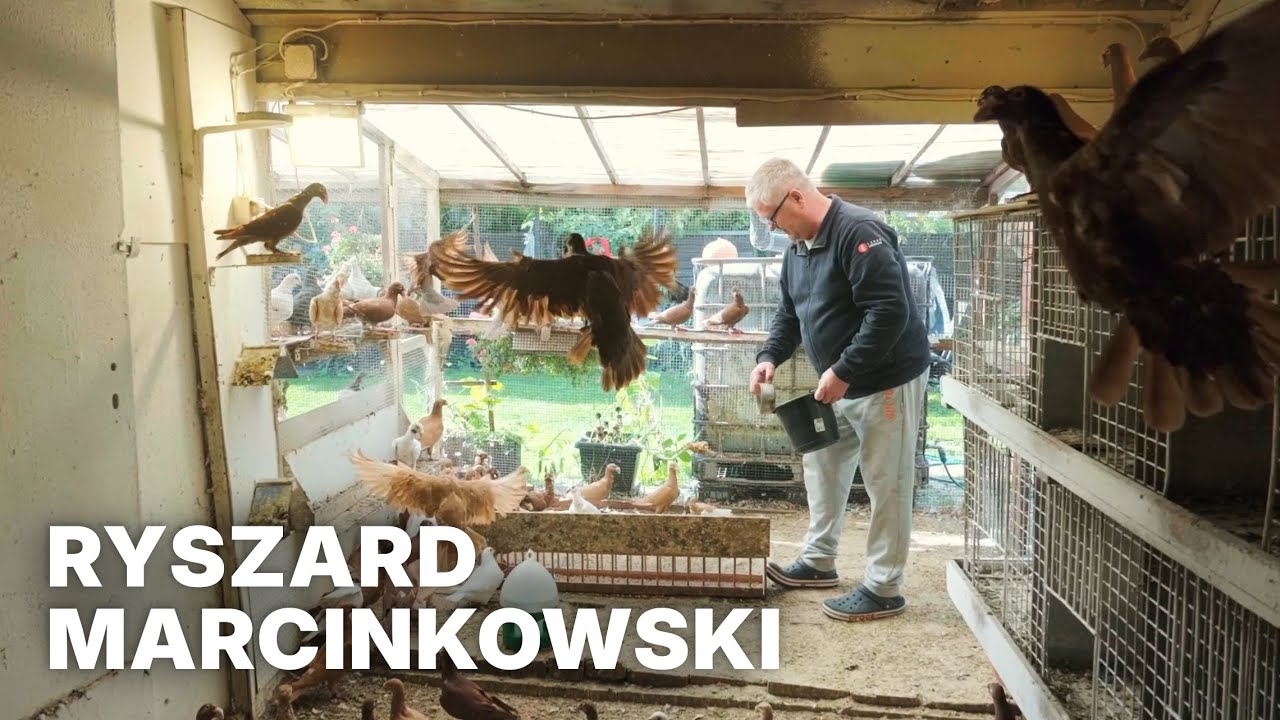 Gołębie rasowe i drób ozdobny – Ryszard Marcinkowski