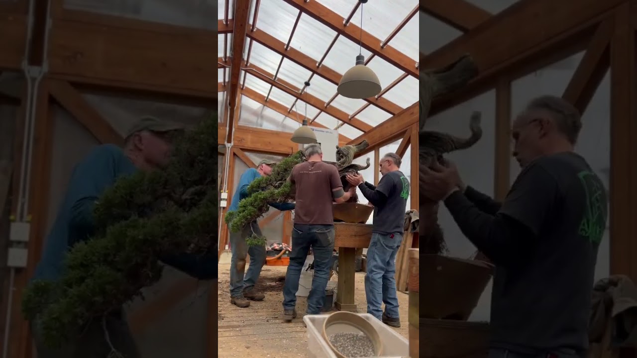 Massive Rocky Mountain Juniper Repot #shorts