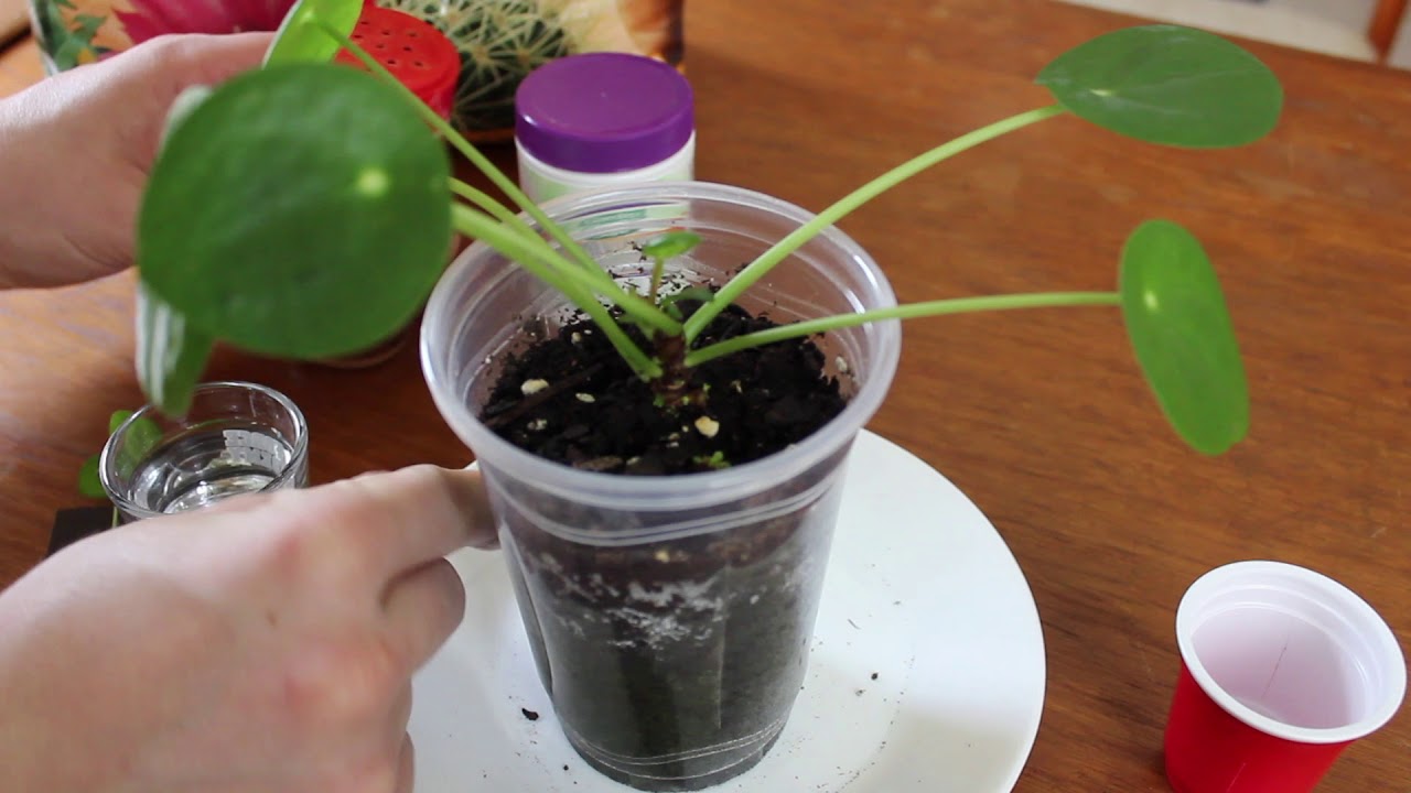 How to Propagate Pilea Peperomioides by Cutting