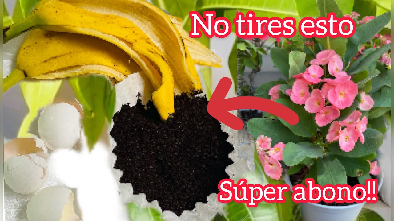 Esto es una mina de oro para nuestras plantas | súper abono